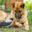 Zákeřný útok: Podlá vrána klovla psa přímo do nejintimnějších míst