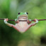 Obdivuhodné akrobatické číslo: Tahle žába zvládne více než kvákání