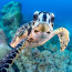 Želví selfíčko? Potápěči se výlet do Karibiku vyplatil