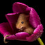 Mini myška našla skrýš uvnitř tulipánu