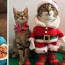 Zapomeňte na soby, hitem letošních Vánoc jsou tyto vyparáděné kočky!