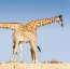 Výsledek vědeckého experimentu? Tato dvouhlavá žirafa je dílem přírody!