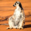 Uvolněte se, prosím! Takhle rozkošně meditují lemuři na Madagaskaru