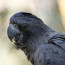 Exhibice ptáků v australské zoo měla nečekanou dohru: Jedné z návštěvnic se obrátil život vzhůru nohama