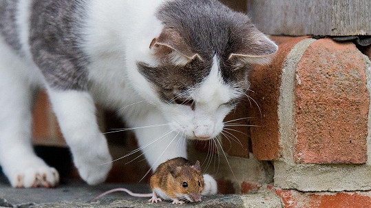 Kočka s myší. Kdo je komu nebezpečnější?