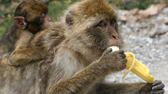 Opice touží po banánu. (ilustrační foto)