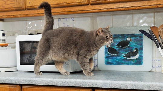 Na kočku v kuchyni číhalo nebezpečí. (ilustrační foto)
