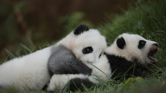 Panda je opravdu krásné zvíře.