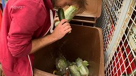 Výměna manželek - zelenina z popelnice